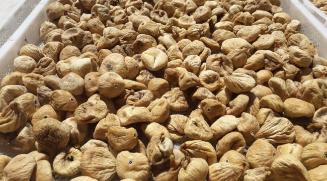 Kuru incirin verim ve kalitesini artırmak için sosyal medyadan eğitim