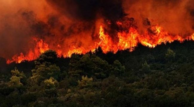 Muğla'da orman yangını