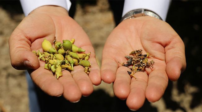 Narenciye ürünlerinin fiyatı bu sene cep yakacak