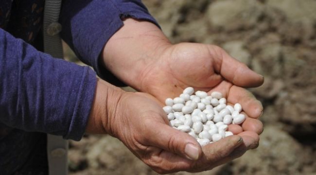 NEBİYAN FASULYESİ PAZARA İNMEDEN TARLADA SATILIYOR