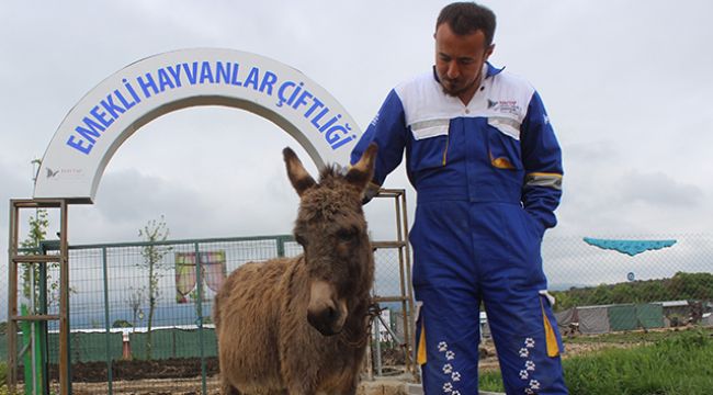 O eşeğe koruma verildi