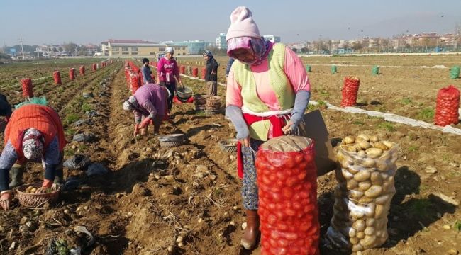 Ödemiş patatesinde hızlı fiyat düşüşü