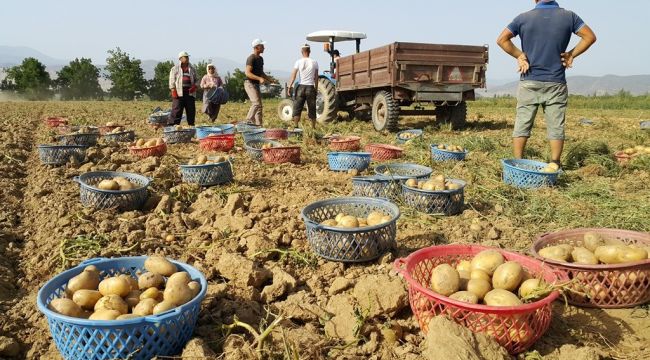 ÖDEMİŞ'TE TAZE PATATES SÖKÜMÜ BAŞLADI