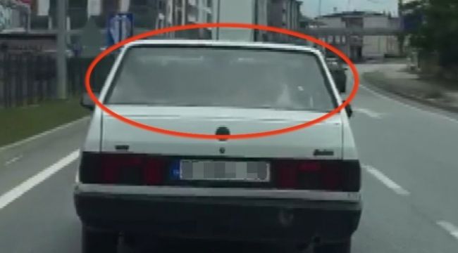 Otoyolda ilginç görüntü: Arabanın arka koltuğunda inek taşıdı