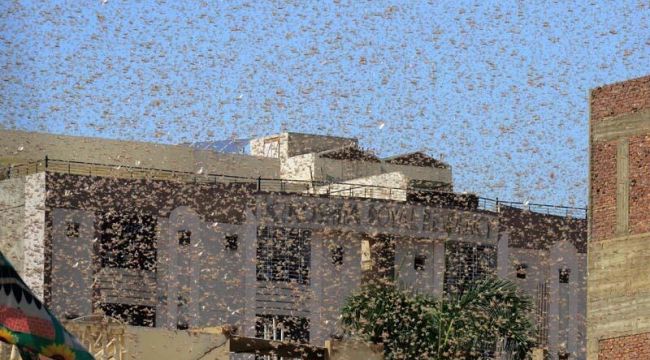 Pakistan’da çekirgeler istila etti