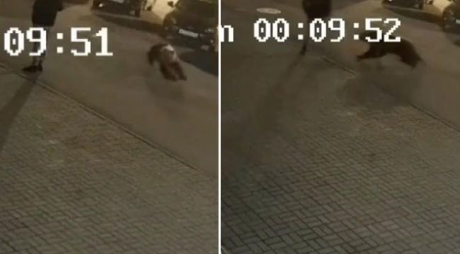 Rusya’da ayı saldırısı kamerada
