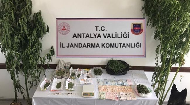 Serada uyuşturucu üretimine jandarma baskını
