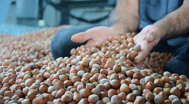 Serbest piyasada fındık 24 lira