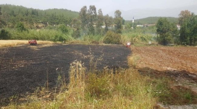 Seydikemer'de 4 dönüm buğday yandı