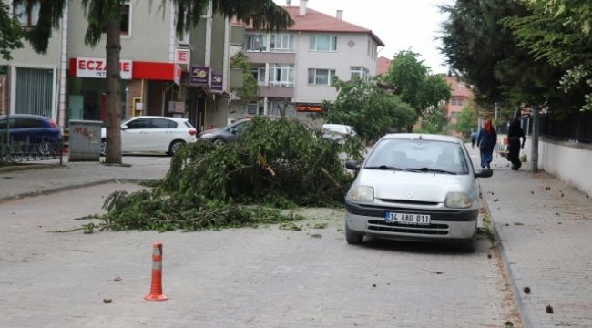 Şiddetli rüzgar 15 metrelik ağacın üst kısmını yola devirdi
