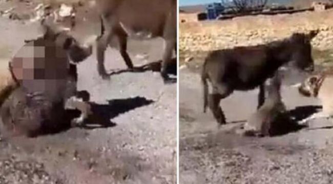 Sıpanın köpeklere boğdurulmasıyla ilgili savcılıktan açıklama