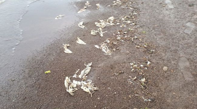 Süphan Gölü'nde tedirgin eden 'balık' ölümleri