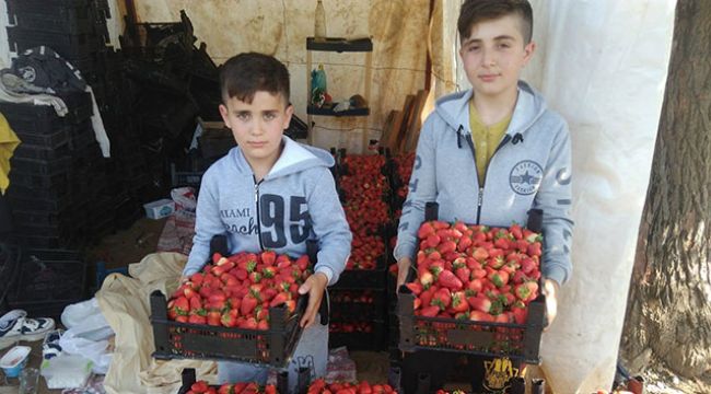 Tarlada 5 lira olan çilek marketlerde 15 lira