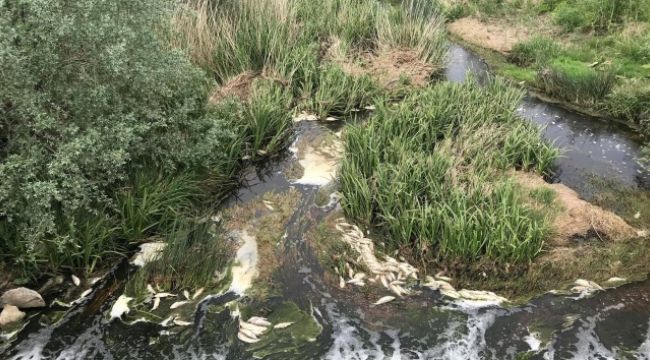 Tekirdağ'da toplu balık ölümleri yaşandı