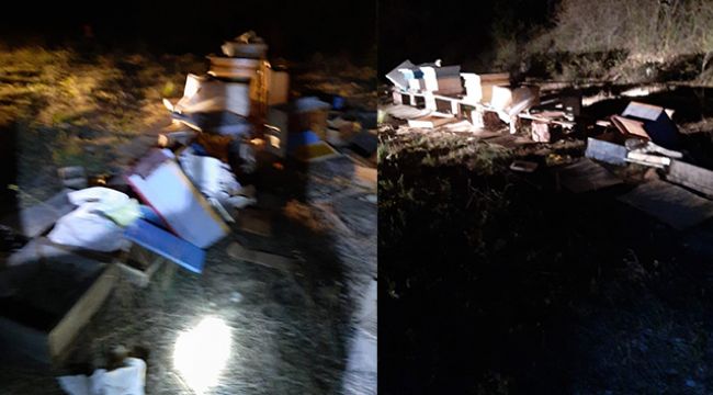 Tosya'da arı kovanlarına ayı saldırdı