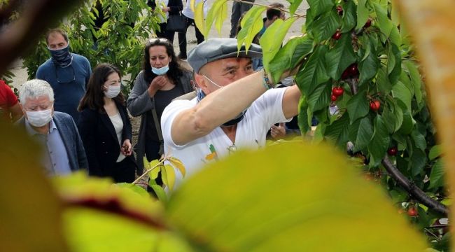 TUNÇ SOYER, KİRAZ HASADINI BAŞLATTI