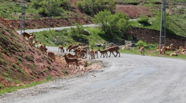 Tunceli'de dağ keçileri sürü halinde karayoluna indi