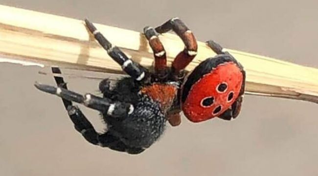 Uğur böceği zannetti, sonrasında gerçek ortaya çıktı