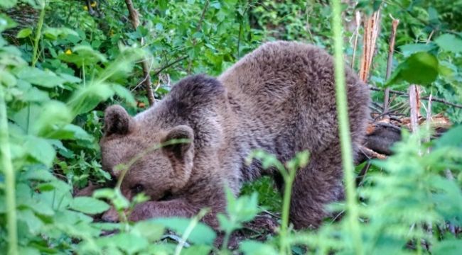 Uludağ'da kapana yakalanan ayı böyle kurtarıldı