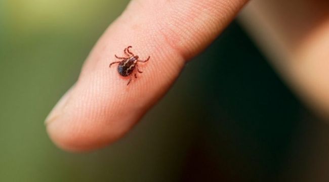 Uzmanlardan korkutan kene uyarısı
