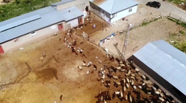 Van'da keçilerle oğlakların buluşma anı