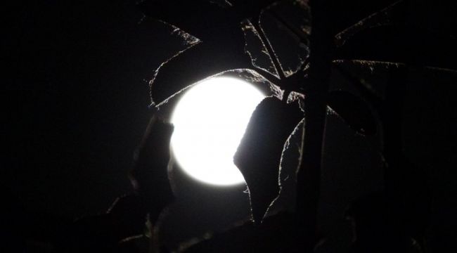 "Çilek Ayı Tutulması " hayran bıraktı