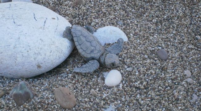 Antalya'da kumsala giren traktörler yumurtaları ezdi