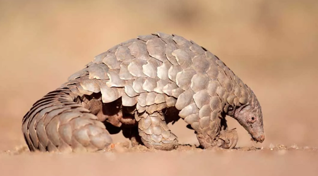 Çin Pangolinleri ilaç listesinden kaldırdı