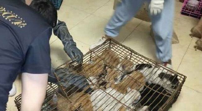 Çinliler akıllanmıyor , 700 kedi kurtarıldı