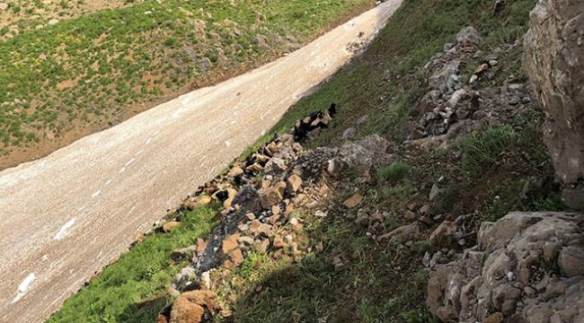 Dağdan düşen kayalar 20 hayvanı telef etti