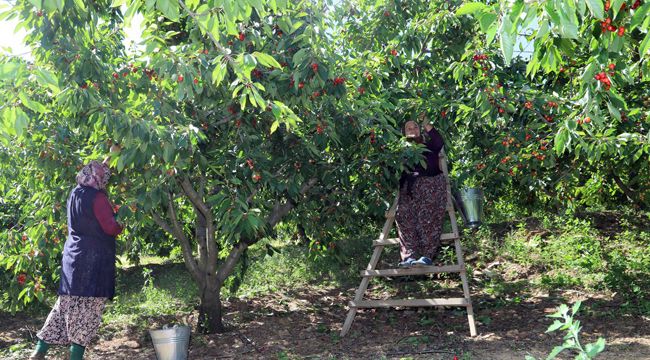 DALLARDA KİRAZ, BAYINDIR’DA BEREKET