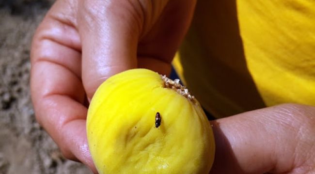 Ekşilik böceğine karşı tuzaklı koruma