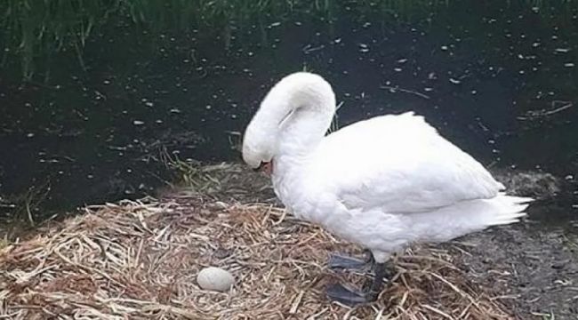 Eşinin terk ettiği kuğu üzüntüden öldü