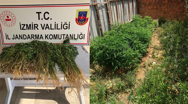 Evinin bahçesinde ekili kenevir ele geçirildi