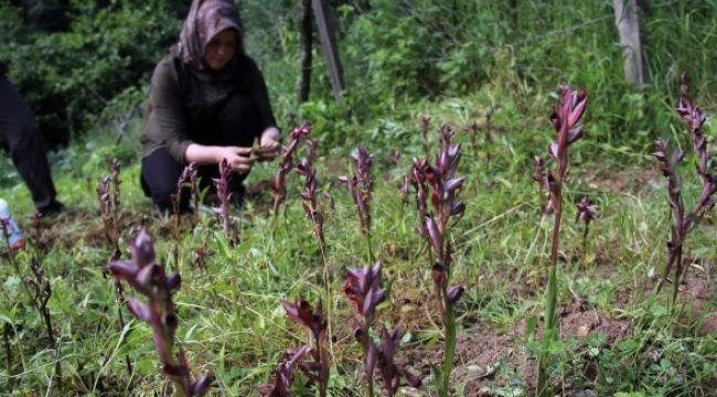 Giresun'da ilk defa üretimine başlandı