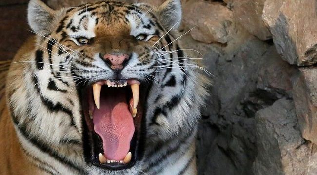 Hindistan'da hayvanat bahçesinden kaçan kaplan dehşet saçtı