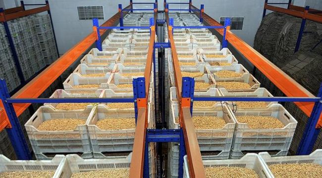 Hububat sektörü pandemiye rağmen ihracata devam etti