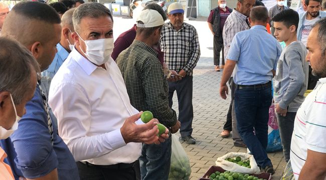 İNCİRDE 'İLEKLEME' DÖNEMİ BAŞLADI