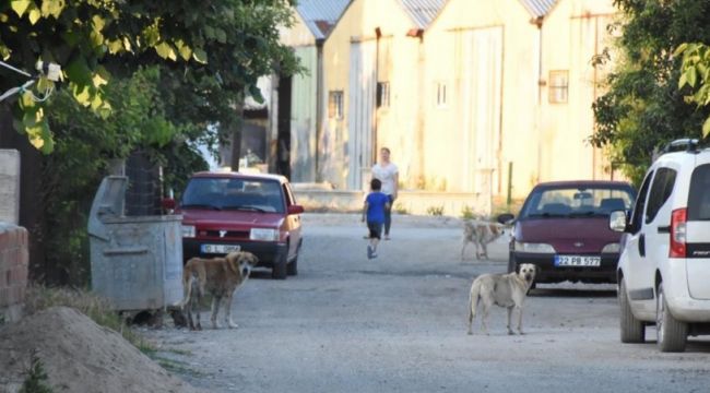 İpsala&#039;da hayvan katliamı