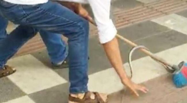 Kahvehanede oturanların masasına 'yılan' düştü