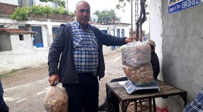 Kaz Dağları'nın "altın" mantarı