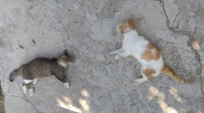 Kedi ve köpek katliamından fare zehri çıktı!