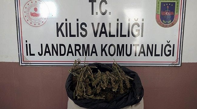 Kilis'te esrar operasyonu