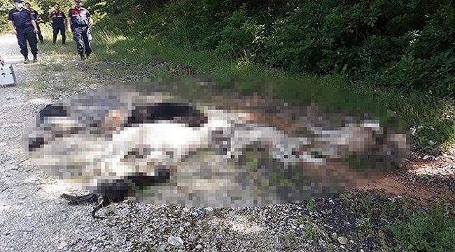 Kırklareli'nde korkunç vahşet