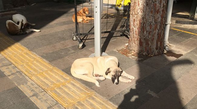 Köpeği sopayla dövdü esnaf müdahale etti