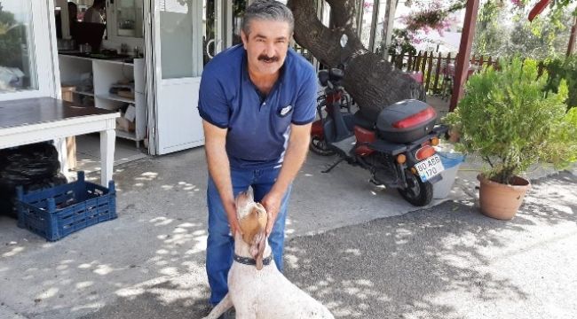 Köpeği Toni için kredi çekti