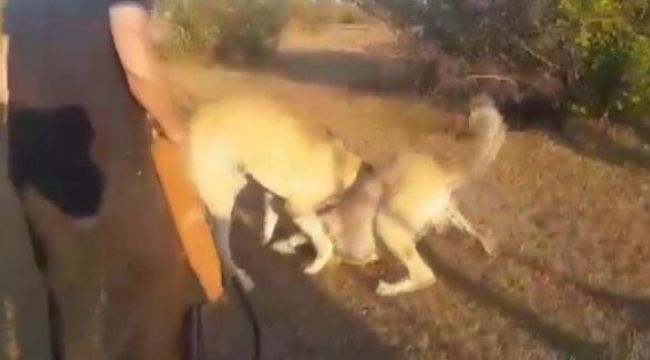 Köpekleri acımasızca dövüştürüp kameraya kaydettiler