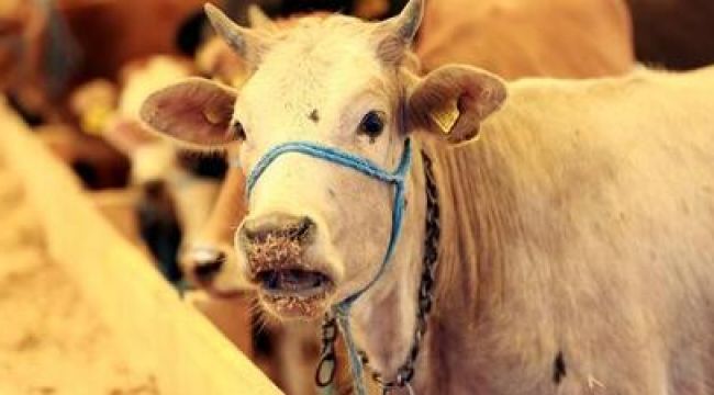 KURBAN BAYRAMI ÖNCESİ FLAŞ KARAR!