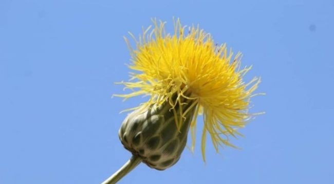 Kuşadası'nda endemik 'tülüşah'ın 'yetiştiği bölge bulundu