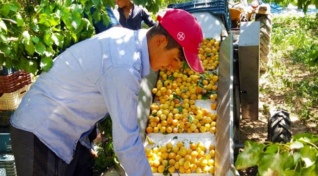 Malatya'da hasat başladı